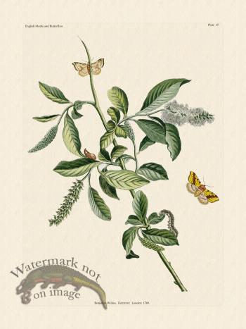 Wilkes Butterflies 017